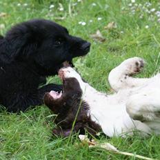 Kleiner münsterländer Zaki R.I.P.