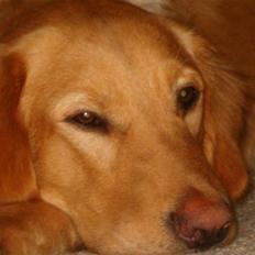 Blanding af racer Cody R.I.P