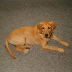 Blanding af racer Cody R.I.P