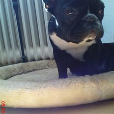 Fransk bulldog carla (RIP min elskede lille pige)
