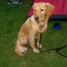 Blanding af racer Cody R.I.P