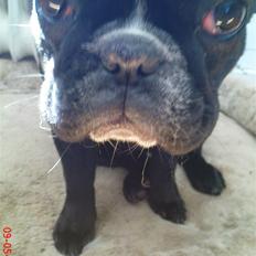 Fransk bulldog carla (RIP min elskede lille pige)