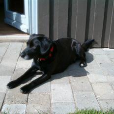 Blanding af racer Vaks R.I.P