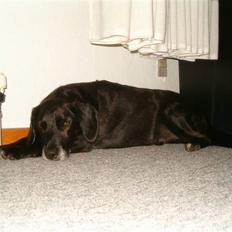 Blanding af racer Vaks R.I.P