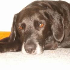 Blanding af racer Vaks R.I.P