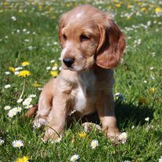 Cocker spaniel Tessa