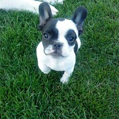 Fransk bulldog Daisy