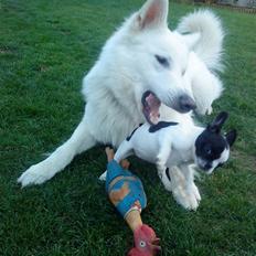 Fransk bulldog Daisy