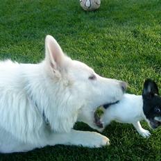 Fransk bulldog Daisy