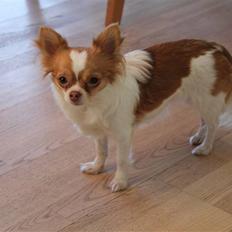 Chihuahua Frantzen`s Mercedes