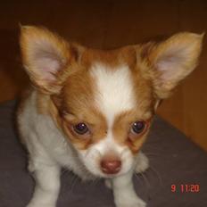 Chihuahua Frantzen`s Mercedes