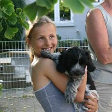 Schapendoes Aston <3