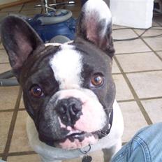 Fransk bulldog Viggo (himmelhund)
