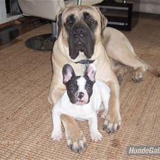 Fransk bulldog Viggo (himmelhund)