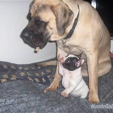 Fransk bulldog Viggo (himmelhund)