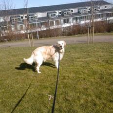 Golden retriever Mads