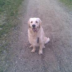 Golden retriever Mads