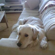 Golden retriever Mads