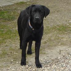 Labrador retriever Hansen
