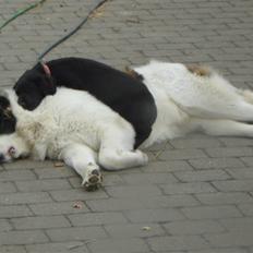Labrador retriever Hansen