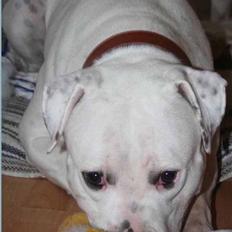 Amerikansk bulldog BAB´s Mercedes