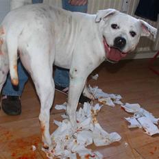 Amerikansk bulldog BAB´s Mercedes