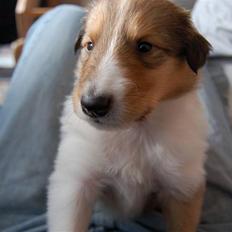 Collie langhåret Lucas