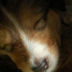 Collie langhåret Lucas