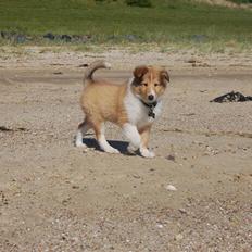 Collie langhåret Lucas