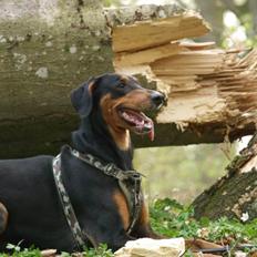 Blanding af racer Happy