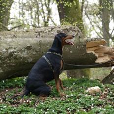 Blanding af racer Happy