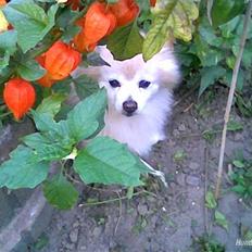 Mittelspitz Pussi    *DØD*