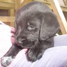 Labrador retriever Tinka (Snuske) SOLGT