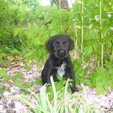 Labrador retriever Tinka (Snuske) SOLGT