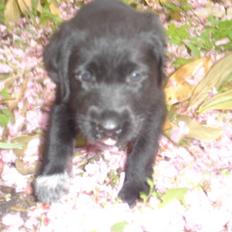 Labrador retriever Tinka (Snuske) SOLGT