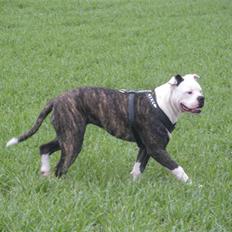 Amerikansk bulldog Disney R.I.P