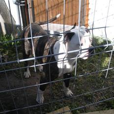 Amerikansk bulldog Disney R.I.P