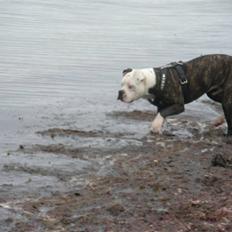 Amerikansk bulldog Disney R.I.P