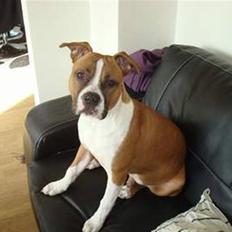 Amerikansk staffordshire terrier Milo (rex)