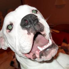 Amerikansk bulldog Caddy