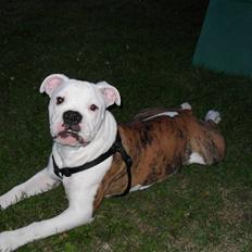 Amerikansk bulldog Caddy