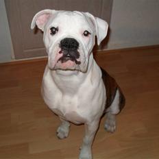 Amerikansk bulldog Caddy