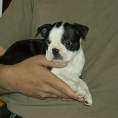 Boston terrier Chanel