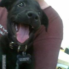 Blanding af racer Ozzy