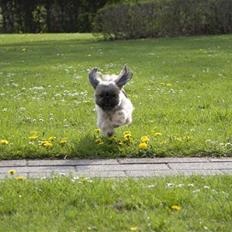Shih tzu Emma