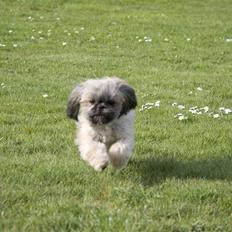 Shih tzu Emma