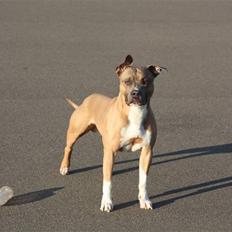 Amerikansk staffordshire terrier Harald