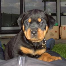 Rottweiler BusteR