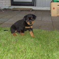 Rottweiler BusteR