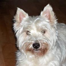 West highland white terrier Buster
